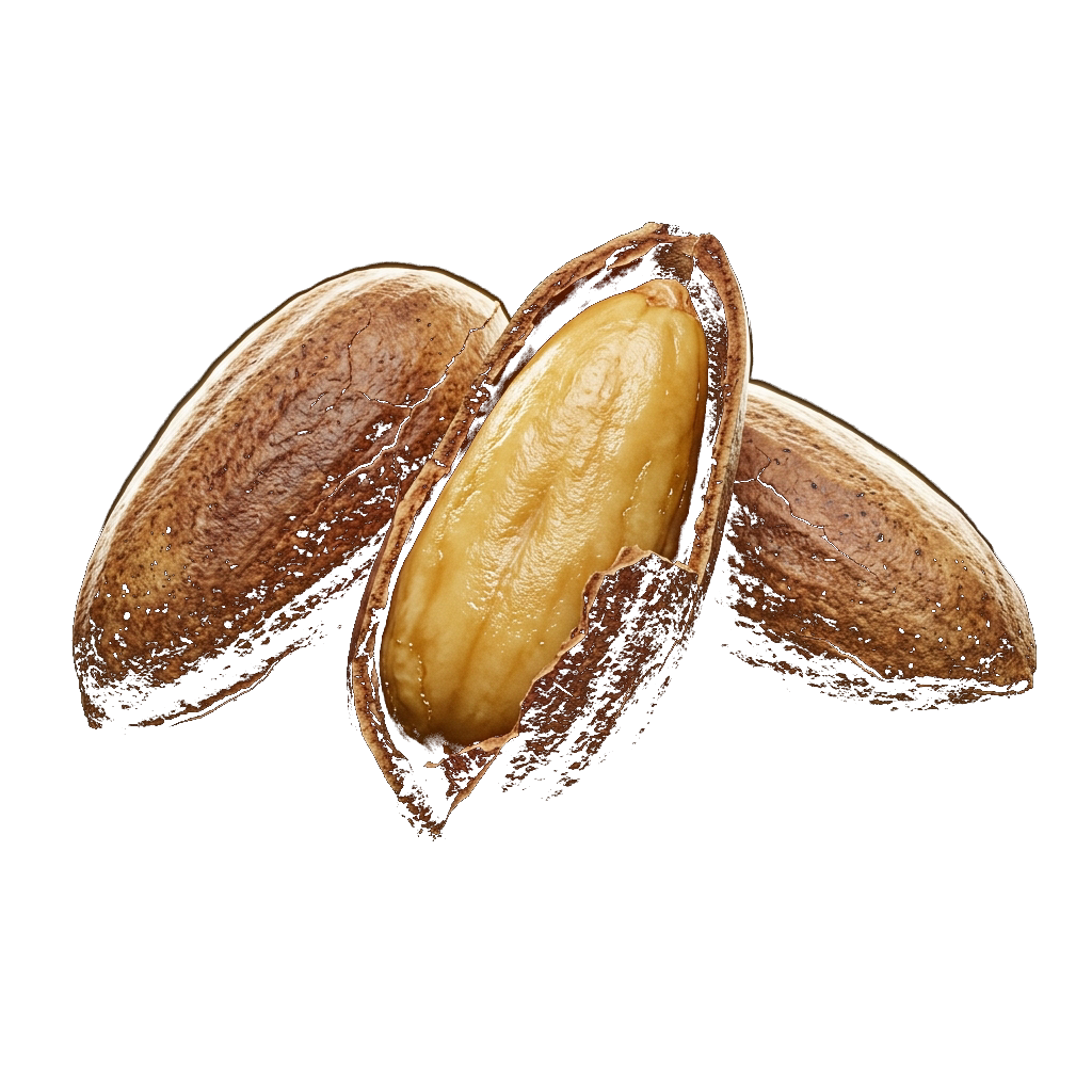چلغوز بوداده کوهستان
